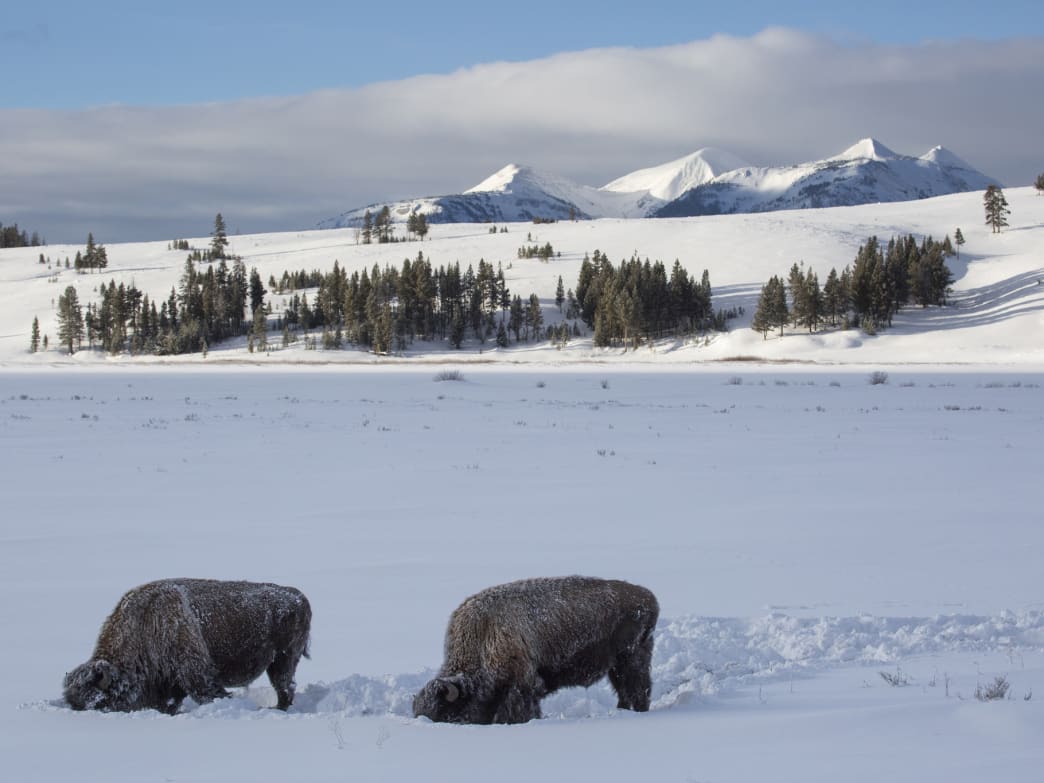 Exploring Yellowstone National Park in Winter - WYR
